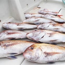 KIM Fishing Guide Service 釣果