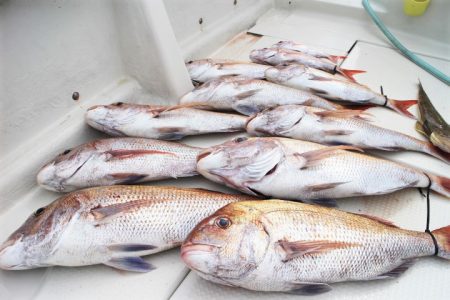 KIM Fishing Guide Ser…