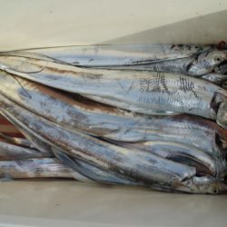 KIM Fishing Guide Service 釣果