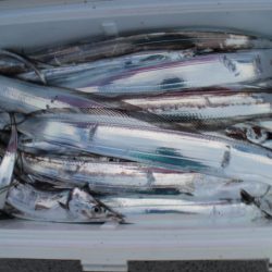 KIM Fishing Guide Service 釣果