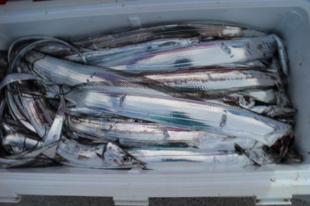 KIM Fishing Guide Service 釣果