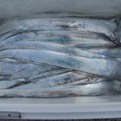 KIM Fishing Guide Service 釣果