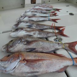 KIM Fishing Guide Service 釣果