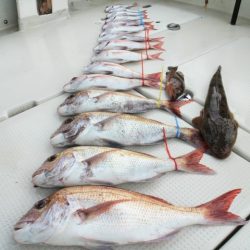 KIM Fishing Guide Service 釣果