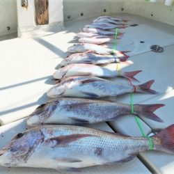 KIM Fishing Guide Service 釣果