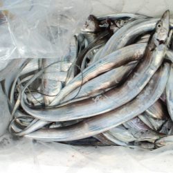 KIM Fishing Guide Service 釣果