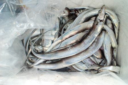 KIM Fishing Guide Service 釣果