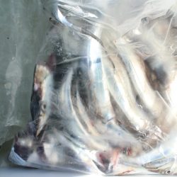 KIM Fishing Guide Service 釣果