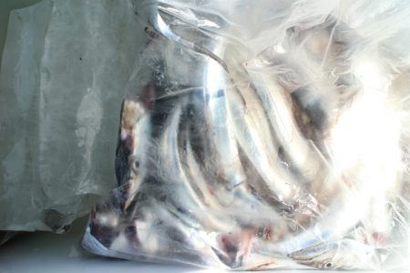 KIM Fishing Guide Service 釣果