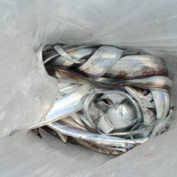 KIM Fishing Guide Service 釣果