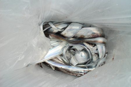 KIM Fishing Guide Service 釣果