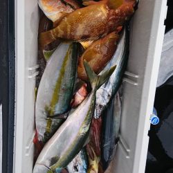 幕島丸 釣果