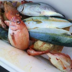 エル・クルーズ 釣果