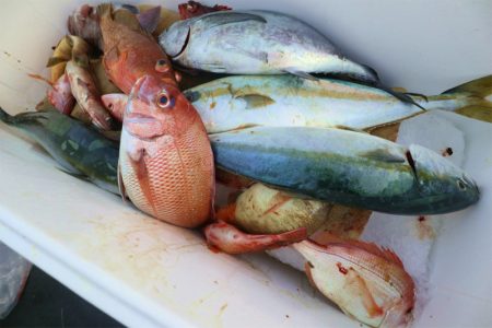 エル・クルーズ 釣果