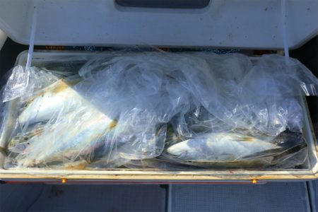 エル・クルーズ 釣果