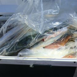 エル・クルーズ 釣果