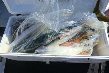 エル・クルーズ 釣果