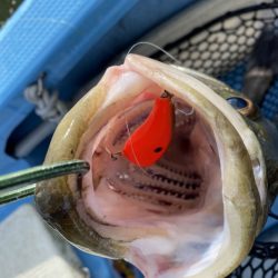 アマテラス 釣果