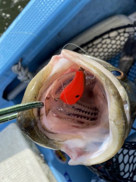 アマテラス 釣果