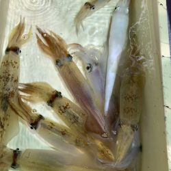 海龍丸(石川) 釣果