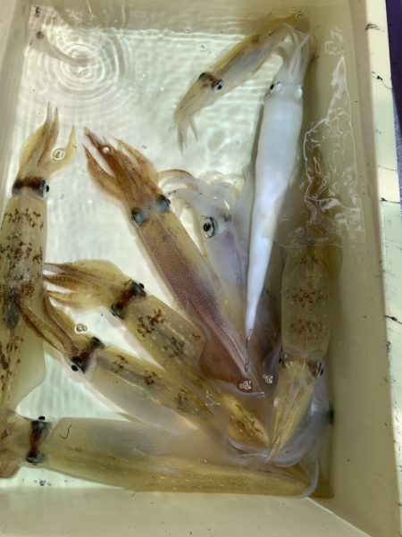 海龍丸(石川) 釣果