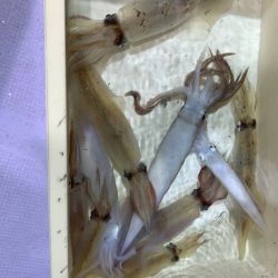 海龍丸(石川) 釣果