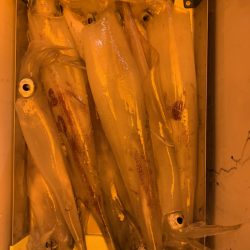 海龍丸(石川) 釣果