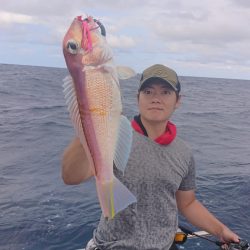 ARCADIAⅡ （アルカディアⅡ） 釣果