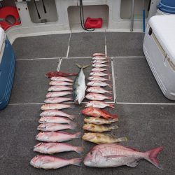 ARCADIAⅡ （アルカディアⅡ） 釣果