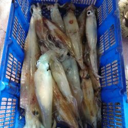 海龍丸（石川） 釣果