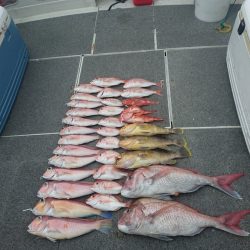 ARCADIAⅡ (アルカディアⅡ) 釣果