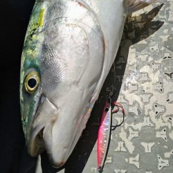 光生丸 釣果