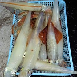 第二龍勢丸 釣果