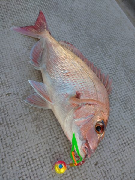 ありもと丸 釣果