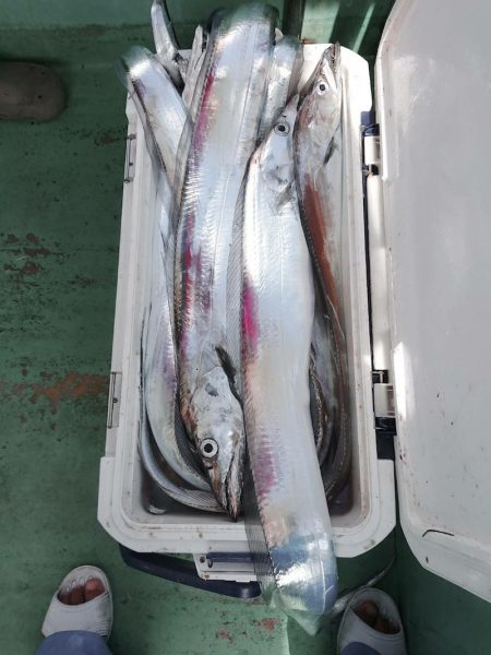 金沢八景鴨下丸 釣果