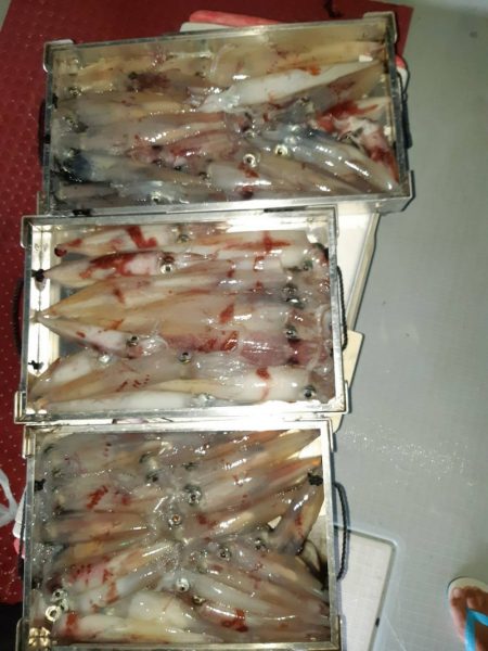 シーライオン 釣果