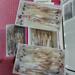 シーライオン 釣果