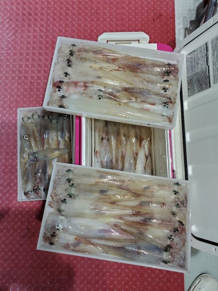 シーライオン 釣果