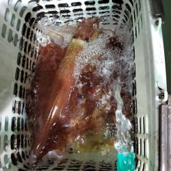 シーライオン 釣果