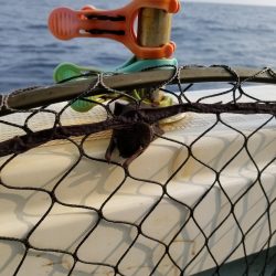 アマテラス 釣果