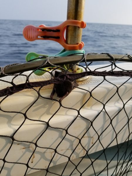 アマテラス 釣果