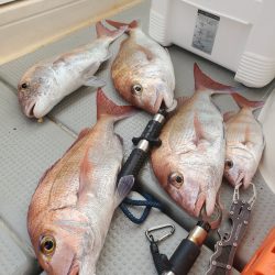 ソルトウォーターガイドフレンズ 釣果