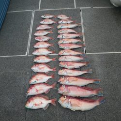 ARCADIAⅡ （アルカディアⅡ） 釣果