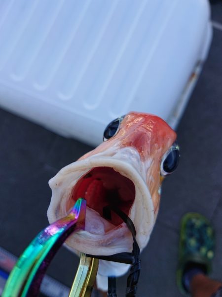 ARCADIAⅡ (アルカディアⅡ) 釣果