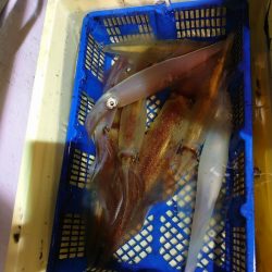 海龍丸（石川） 釣果