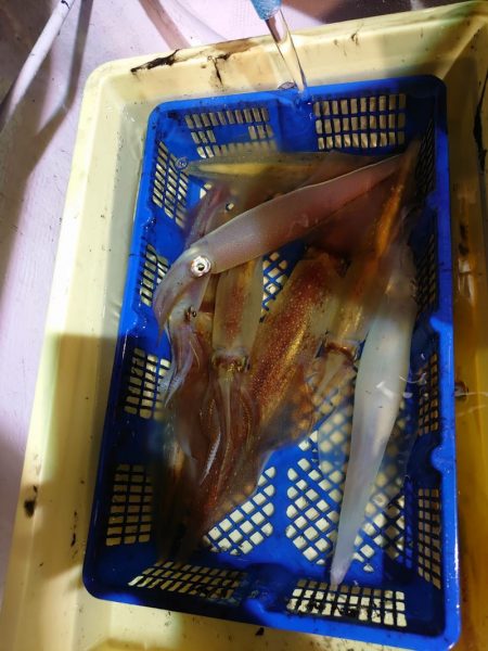 海龍丸（石川） 釣果