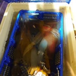 海龍丸（石川） 釣果