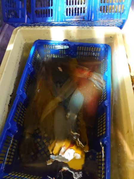 海龍丸（石川） 釣果