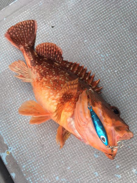 渡船屋たにぐち 釣果