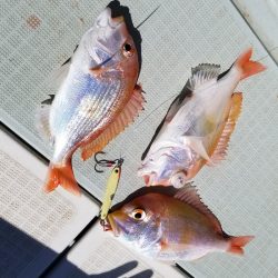アマテラス 釣果